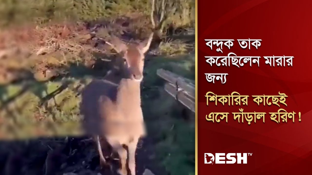 বন্দুক তাক করেছিলেন মারার জন্য, শিকারির কাছেই এসে দাঁড়াল হরিণ! | Horin | Forest | Desh TV