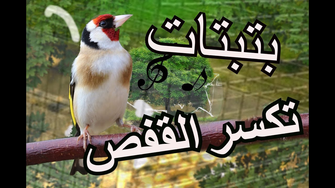 احسن بتبتة لتحفيز الحسون  سوف يكسر القفص   Goldfinch  hason ma9nin batbata chardonner 2020