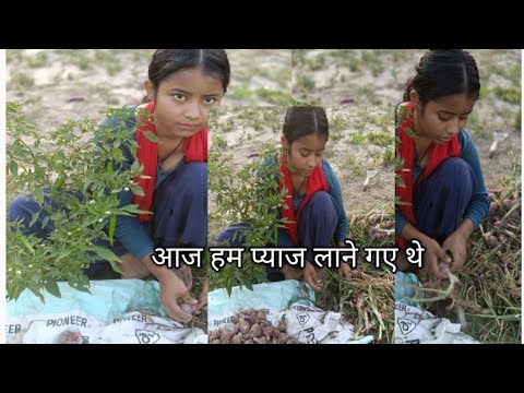 आज हमने खेत  में प्याज उखाड़ने गए थे || kajal new vlogs video || village lifestyle