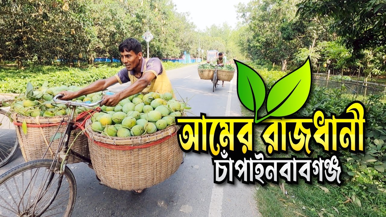 আমের রাজধানী চাঁপাইনবাবগঞ্জের বাগানে বাগানে আম পাড়ার ধুম পড়েছে || Mango of Chapai Nawabganj