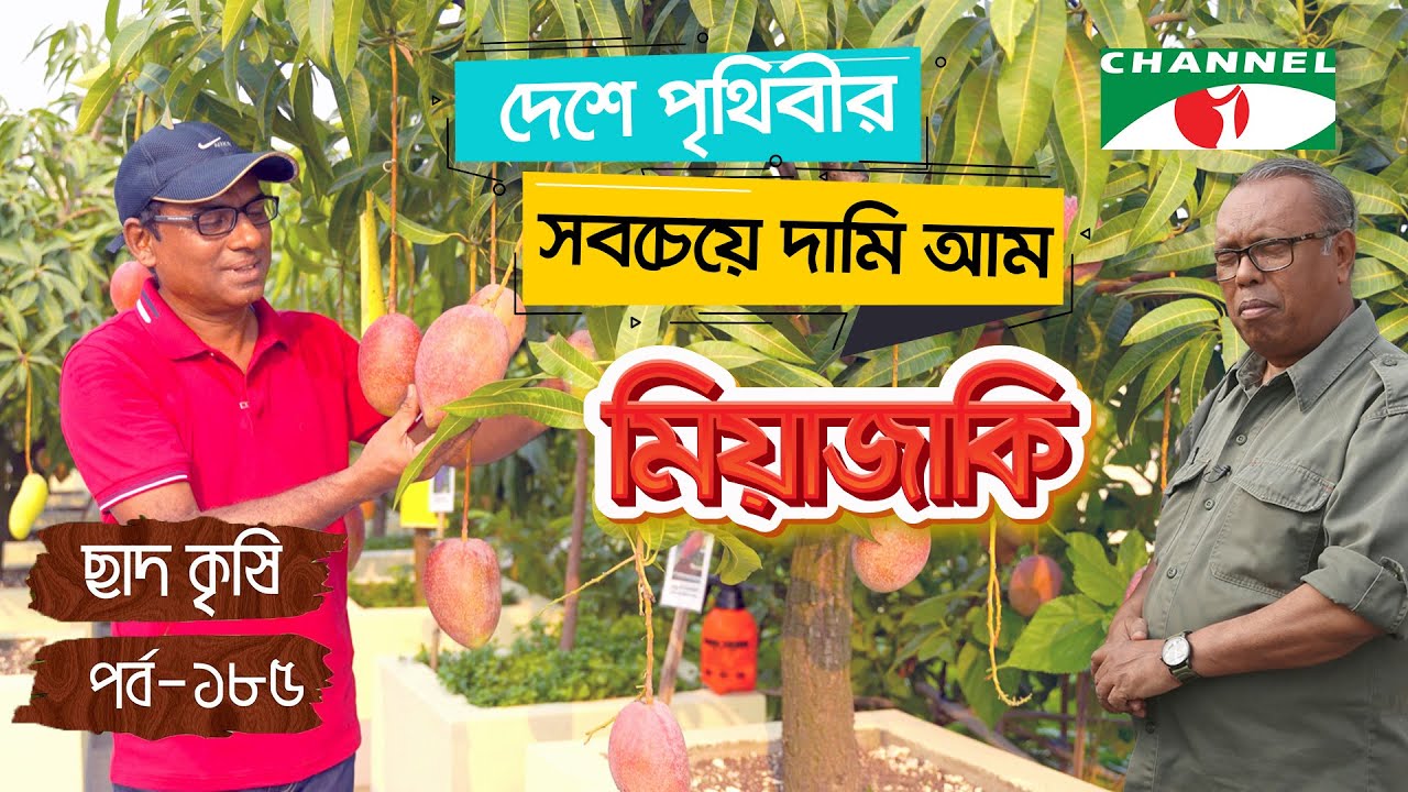 ঢাকার ছাদে চাষ হচ্ছে পৃথিবীর সবচেয়ে দামি আম মিয়াজাকি | Miyazaki Mango | Shykh Seraj | Channel i |