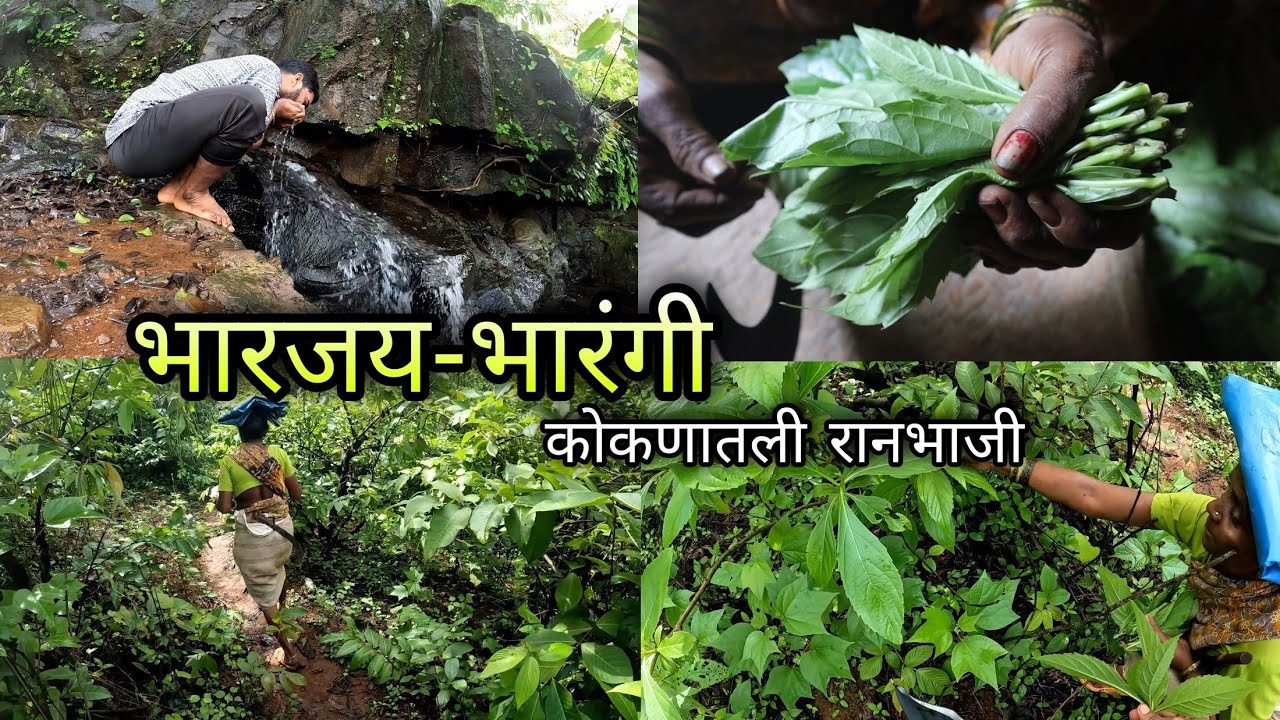 आईसोबत रानातुन आणली रानभाजी 😍 पावसाळ्यातील कोकण रानभाजी | Bharangi Ranbhaji Kokan | Kokankar Avinash