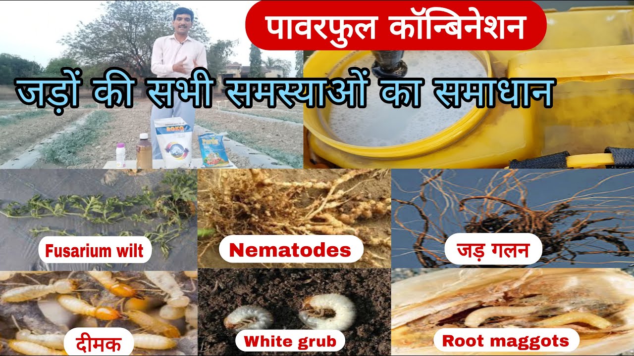 जड़ों की सभी समस्याओं के लिए पावरफुल कॉन्बिनेशन | fusarium wilt | root rot | nematodes | root maggot