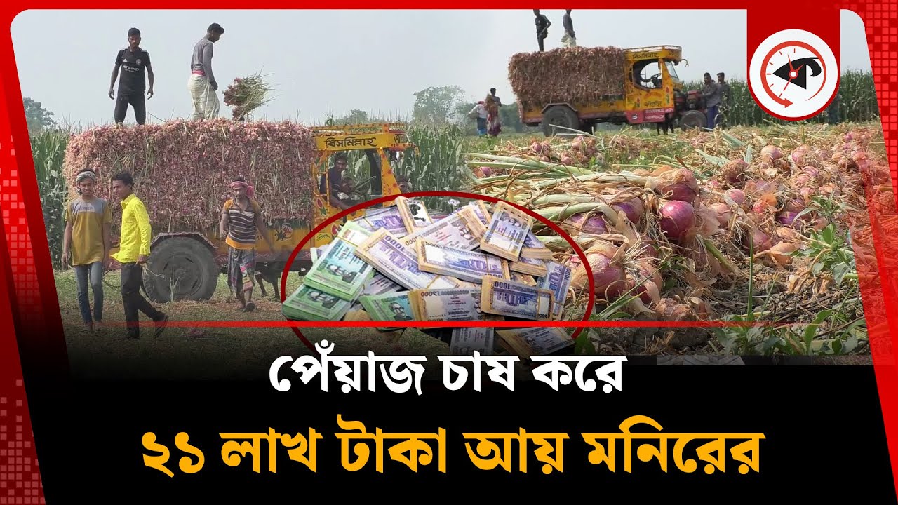 পেঁয়াজ চাষ করে ২১ লাখ টাকা আয় মনিরের | Onion cultivation in kushtia | Kalela