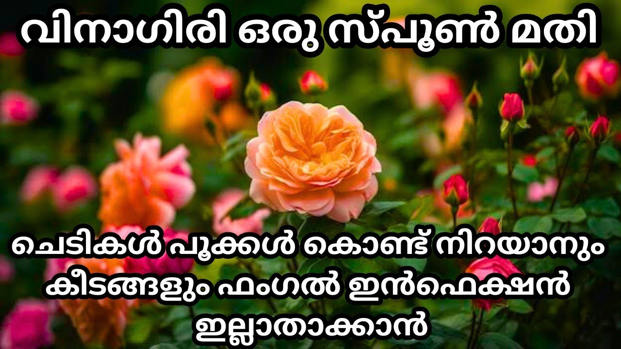 ചെടികൾ പൂക്കൾ കൊണ്ട് നിറയാനും കീടങ്ങൾ പൂർണമായും ഇല്ലാതാക്കാൻ വിനാഗിരി സൂത്രംb/ Vinger for gardening