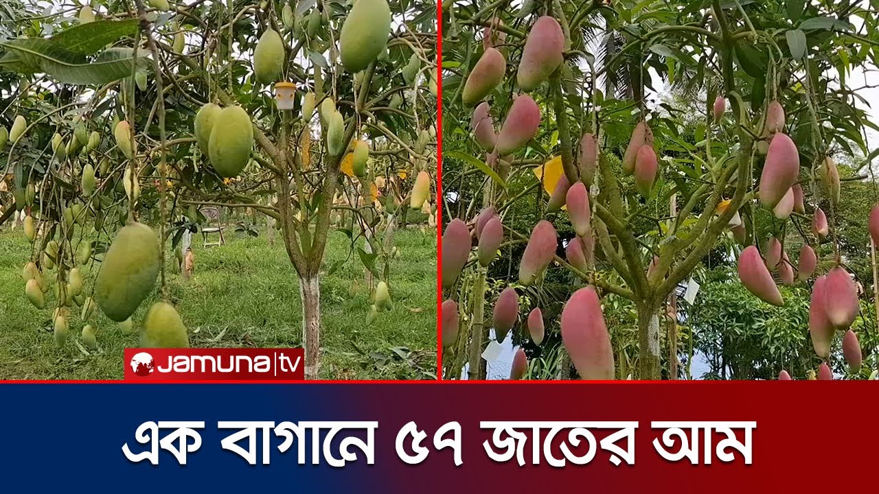 চাঁদপুরে এক বাগানেই বিশ্বখ্যাত ৫৭ জাতের আম | Chandpur Mango | Jamuna TV