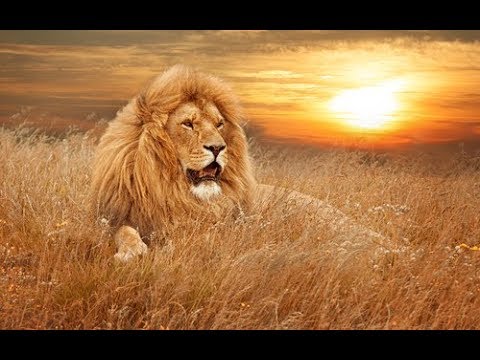 Охота на льва  лучшие выстрелы и опасные моменты,Lion hunting