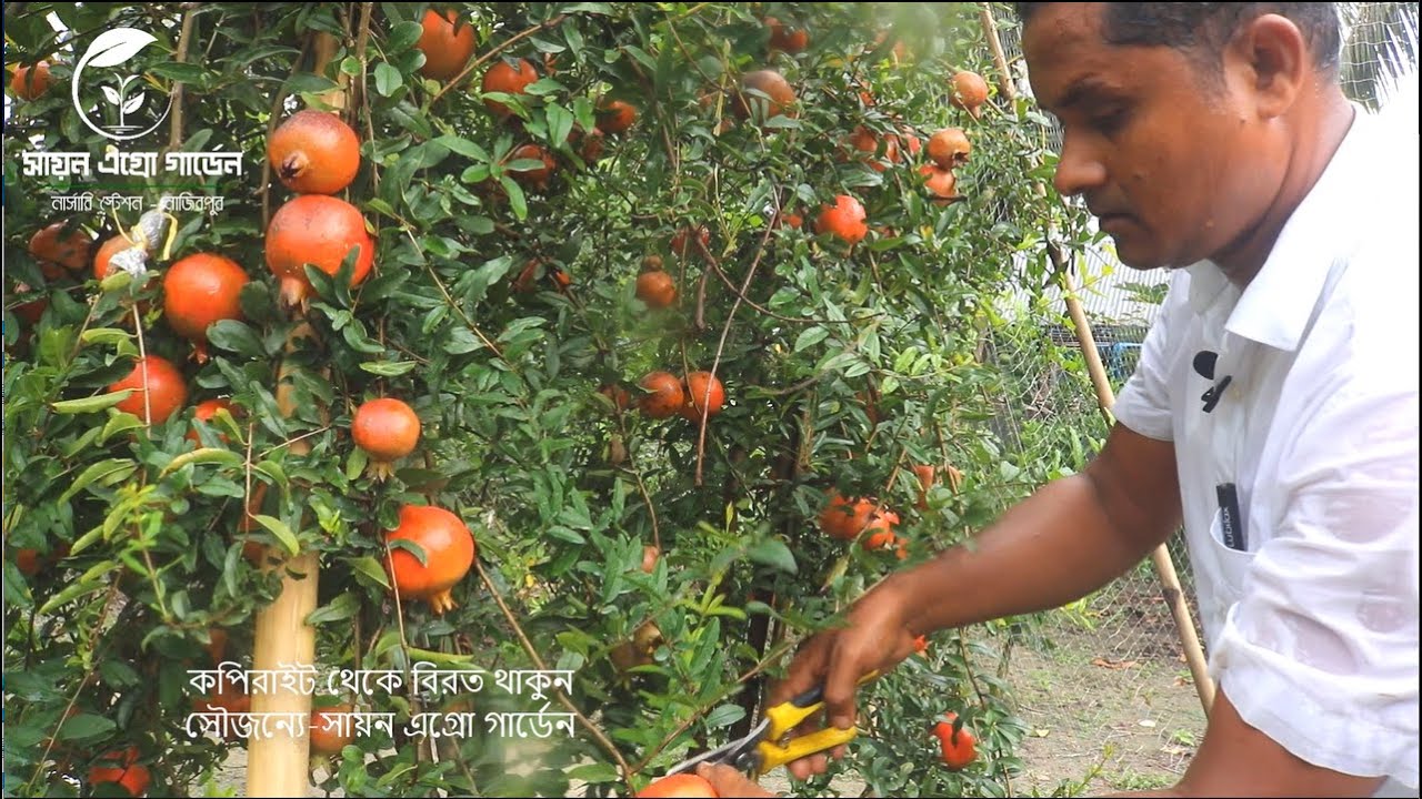 বাণিজ্যিক আনার জাত, চারা উৎপাদন ও হারভেষ্ট  Pomegranate Plants in Bangladesh