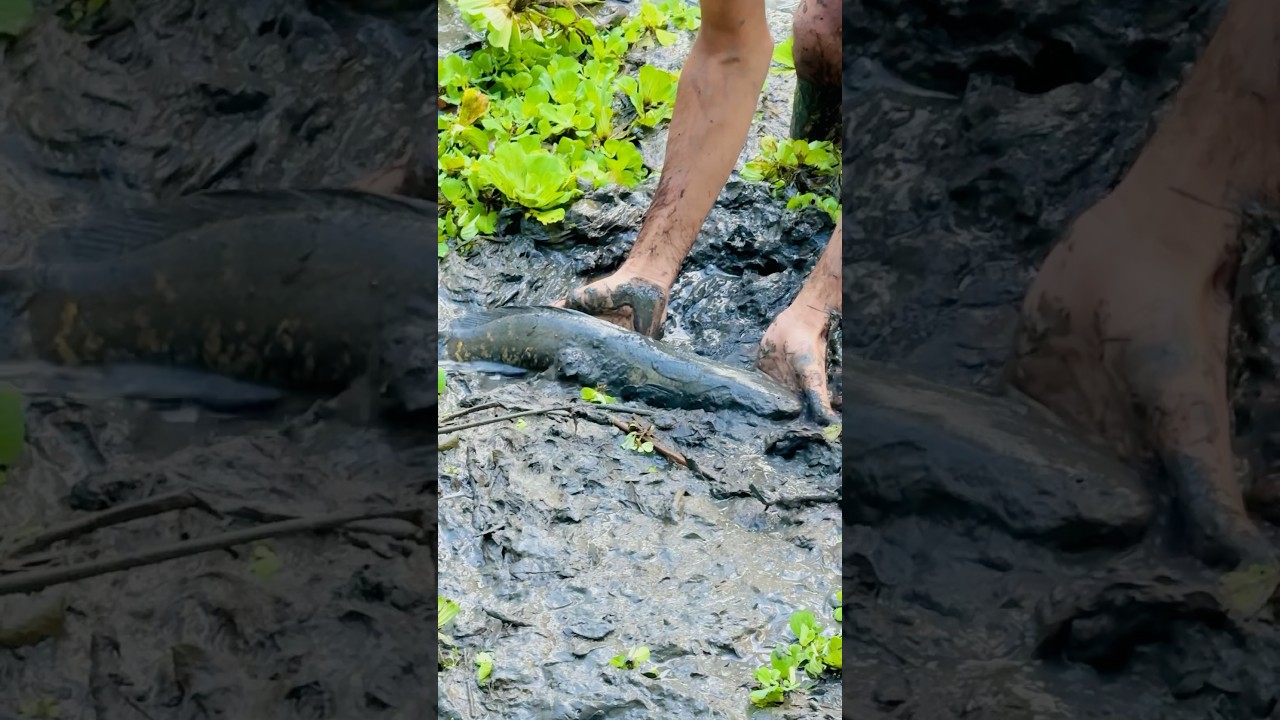 বড় একটা শোল মাছ ছুটে গেছে | A Big Snakehead Fish #bigfish #fishing #minizoo