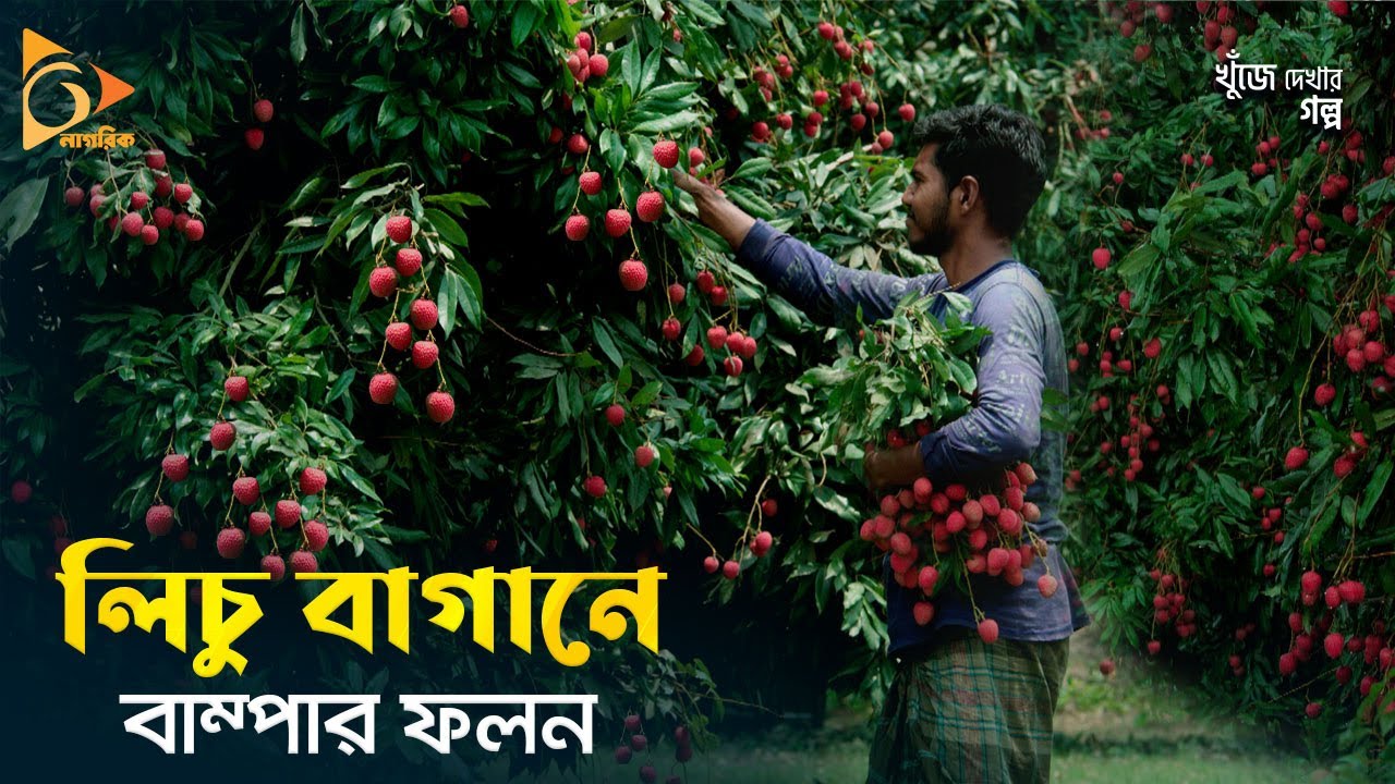 এক বাগানে ৬০ লক্ষ টাকার লিচু! | Litchi Tree | Litchi Season in Bangladesh | Nagorik TV