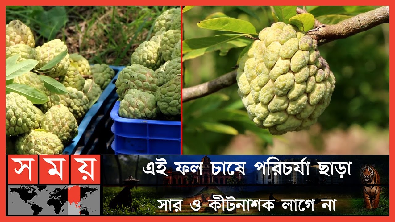 বিলুপ্তির পথে জনপ্রিয় আতা ফল ! | Sugar Apple Cultivation | Ata Fruit | Somoy TV