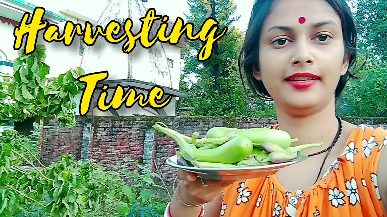 ताज़ा ताज़ा सब्जी तोड़े चलिए 🍆| Indian Village Vlogs 💒 | Vipnik Lifestyle Vlog | #village #housewife