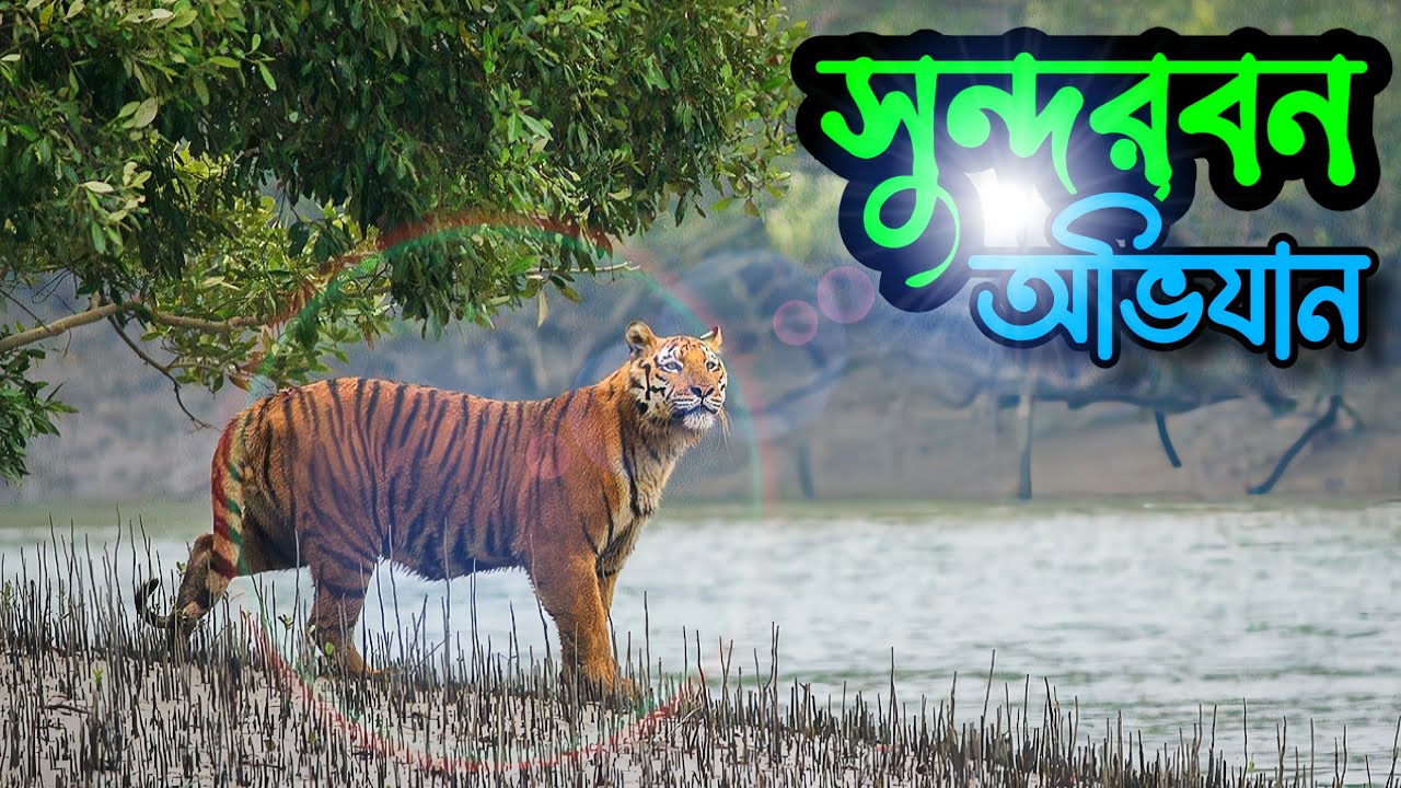 সুন্দরবন ভ্রমণের সবকিছু 🇧🇩 | Sundarbans tour | travel sundarban.