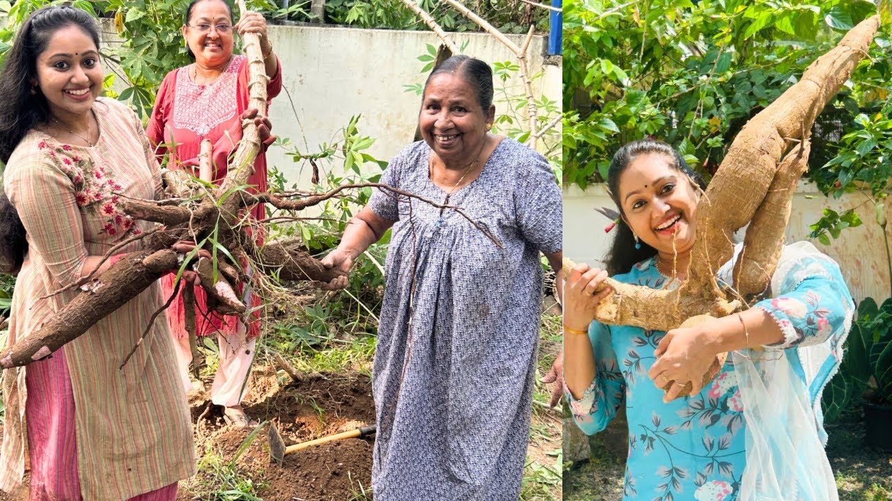 ഒരു അടിപൊളി കപ്പ വിളവെടുപ്പ് | TAPIOCA HARVEST | AGRICULTURE | MEGHNAZSTUDIOBOX | MEGHNA VINCENT