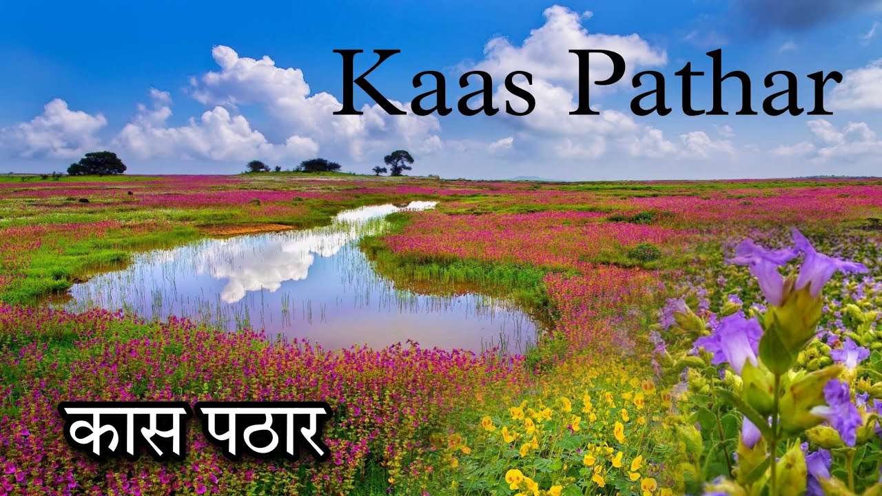 कास पठार 😍 सातारा 🪴 Valley Of Flowers | Kaas Pathar Satara | Kaas Plateau Vlog| #vlog #viral