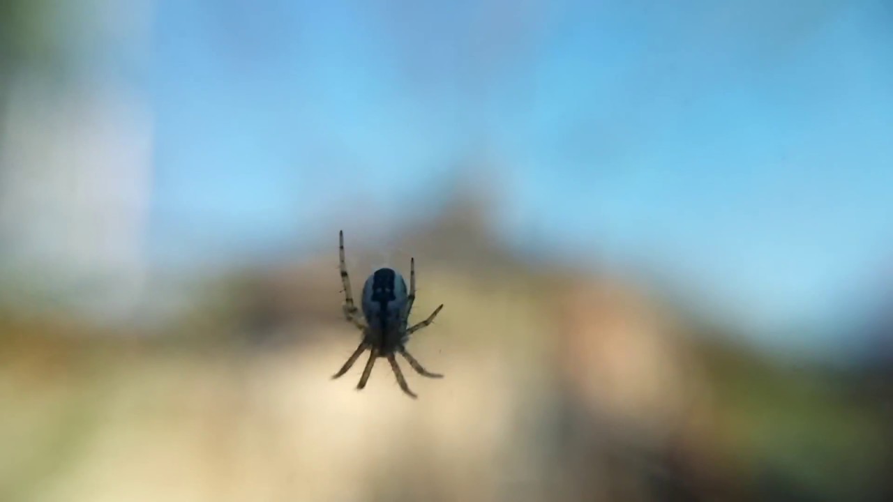 Паук на паутине, видео 2018