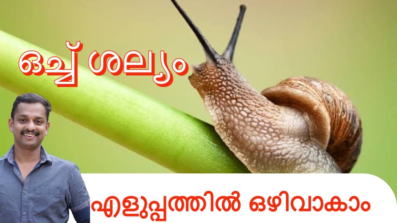 ഒച്ച് ശല്യം എളുപ്പത്തിൽ ഒഴിവാകാം #how to stop African Snail attacks # african ochu #ochu #kl06 farm