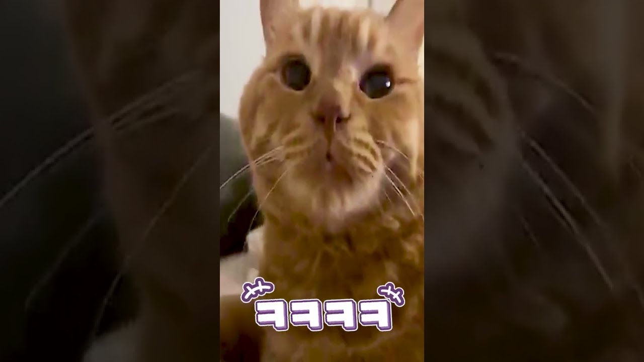 고양이를 빡치게 하는 방법 #Shorts