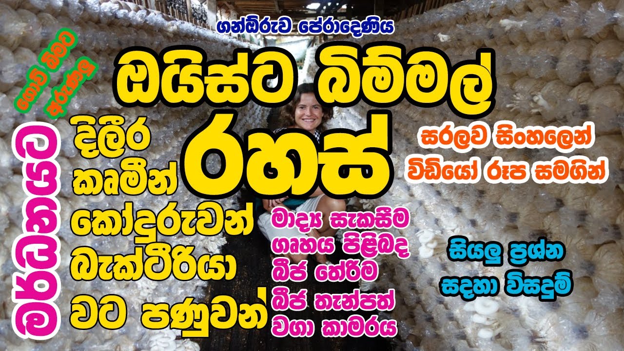 ඔයිස්ට බිම්මල් සිංහලෙන් Unlocking the Secrets of Cultivating Oyster Mushrooms in Sri Lanka!