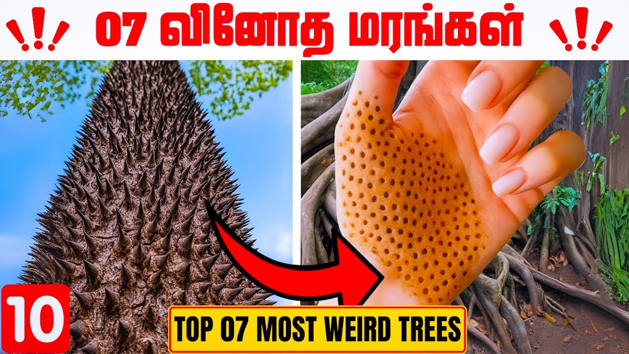 🌲 வினோதமான 07😱😱 மரங்கள்/most amazing trees in tamil