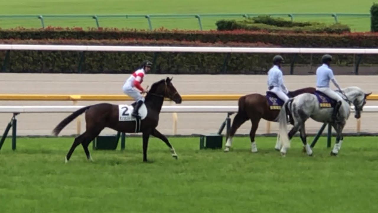ダノンヒストリー & アウダーシア 他 メイクデビュー東京 本馬場入場・返し馬