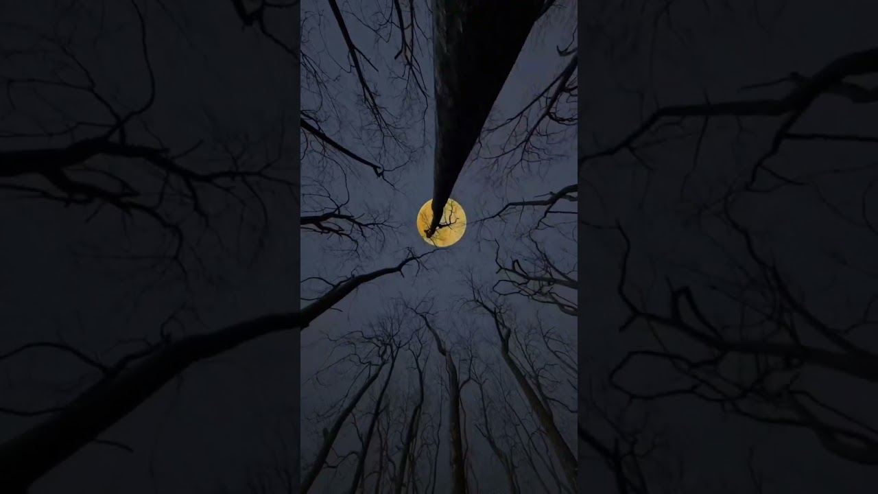 🤍🌙