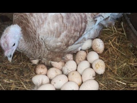 Индюклар якинда Она булишади😍😍Огаротда иш кизгин бошланиб кетди.