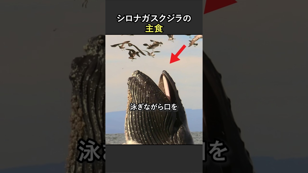シロナガスクジラの主食