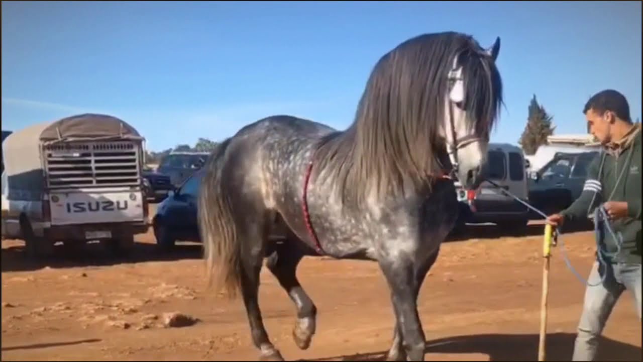 تعطات فيه 9 مليون و مولاه باغي 15 | تبوريدة خريبكة TbouridaFriesian Gray Moroccsn Horse Moroccsn