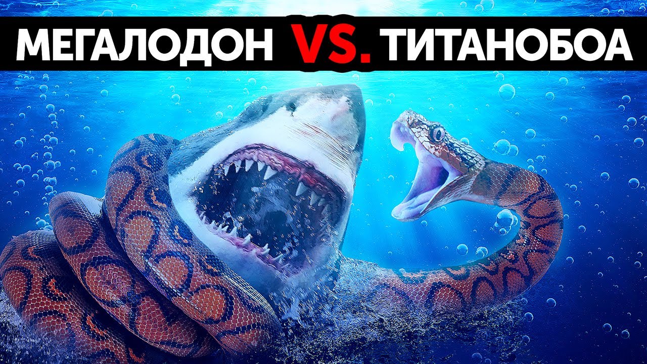 Что, если мегалодон сразился бы с самой большой в мире змеей