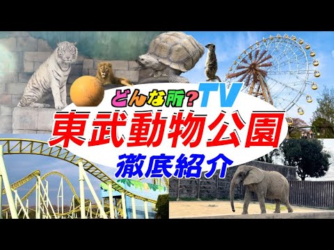 【徹底紹介】東武動物公園ってどんな所？【遊園地から動物園まであるハイブリットレジャーランド】【レジーナⅡ・カワセミ・ホワイトタイガー】