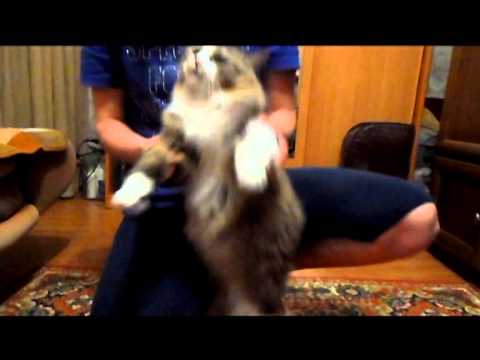 Наша кошка ТАНЦУЕТ!!! :)))))))