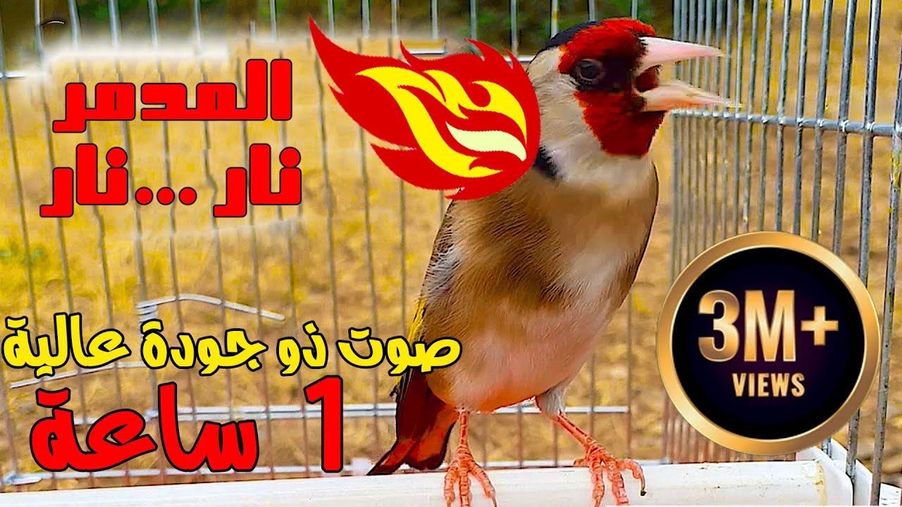 الحسون المدمر صوت وصورة تحفيز طائر الحسون  جميل جدا