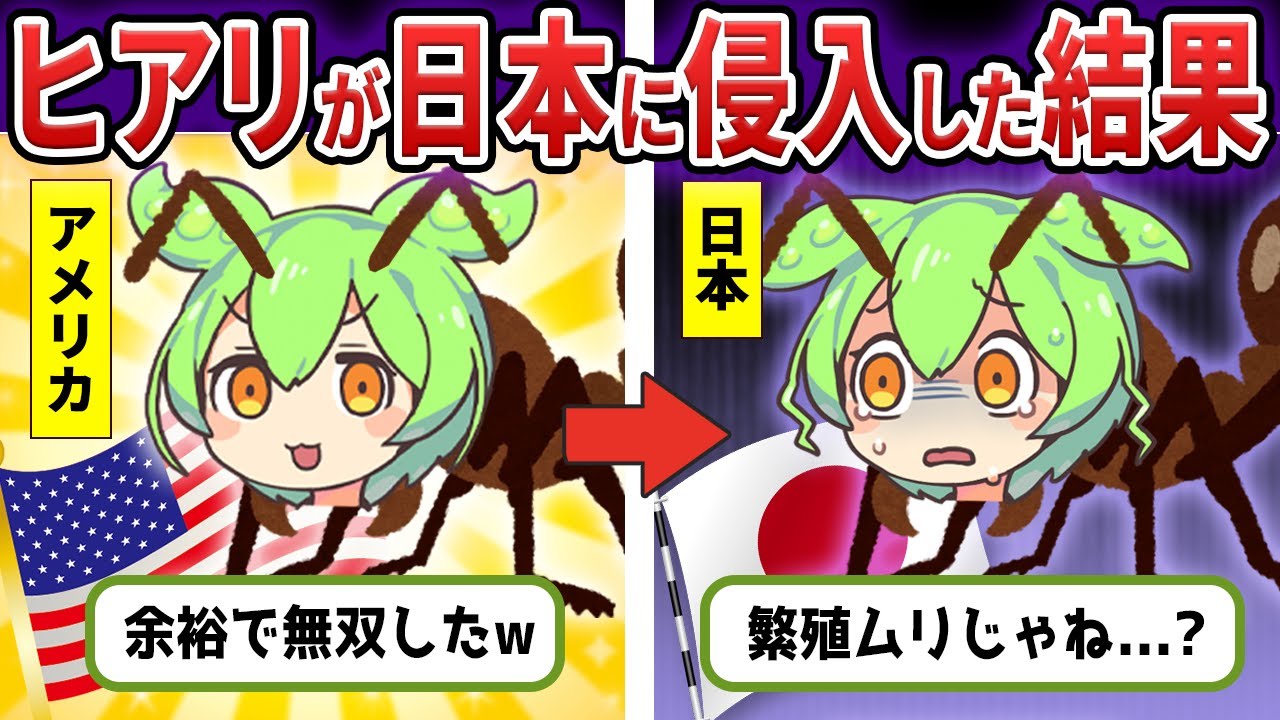 海外で好き放題に大暴れした猛毒ヒアリさんが日本に来た結果...【ずんだもん&ゆっくり解説】