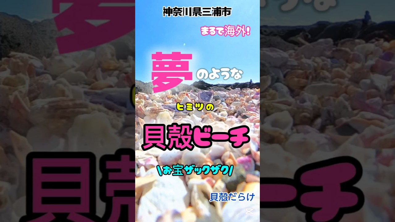 貝殻いっぱいザクザクビーチ🥰【神奈川県三浦市最南端の島】