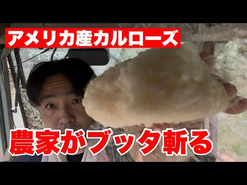 【俺の米】アメリカ産カルローズを本音でぶった斬る【輸入米】
