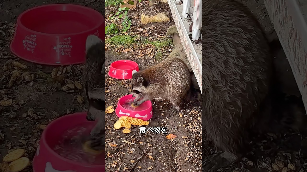 アライグマが食べ物を洗う理由