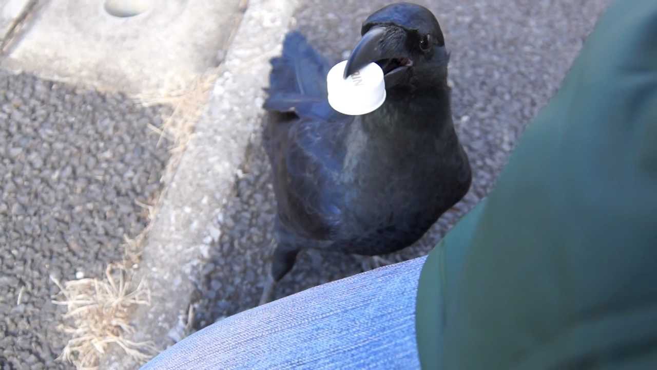 人懐っこいカラス