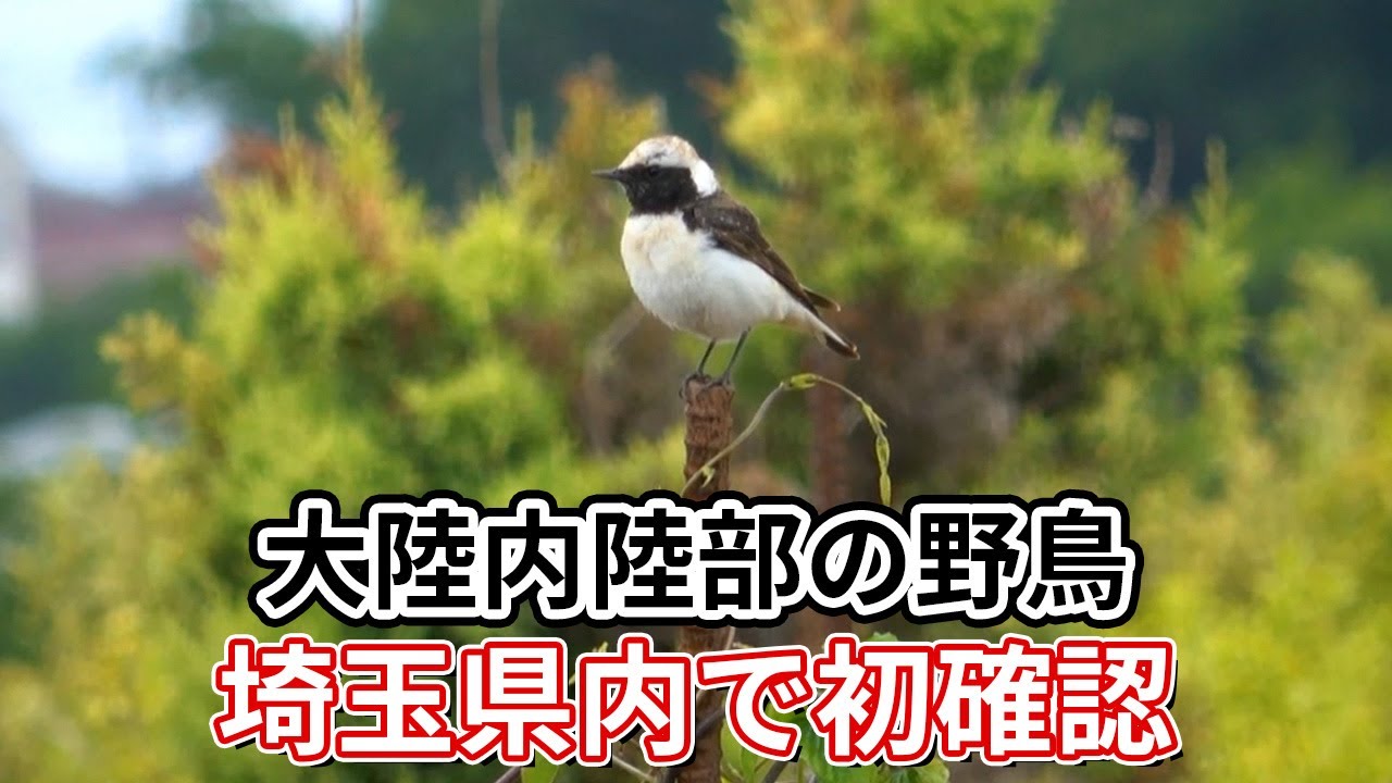 大陸の内陸部に生息する野鳥「セグロサバクヒタキ」、埼玉県内で初確認…川口市の関さんが撮影に成功