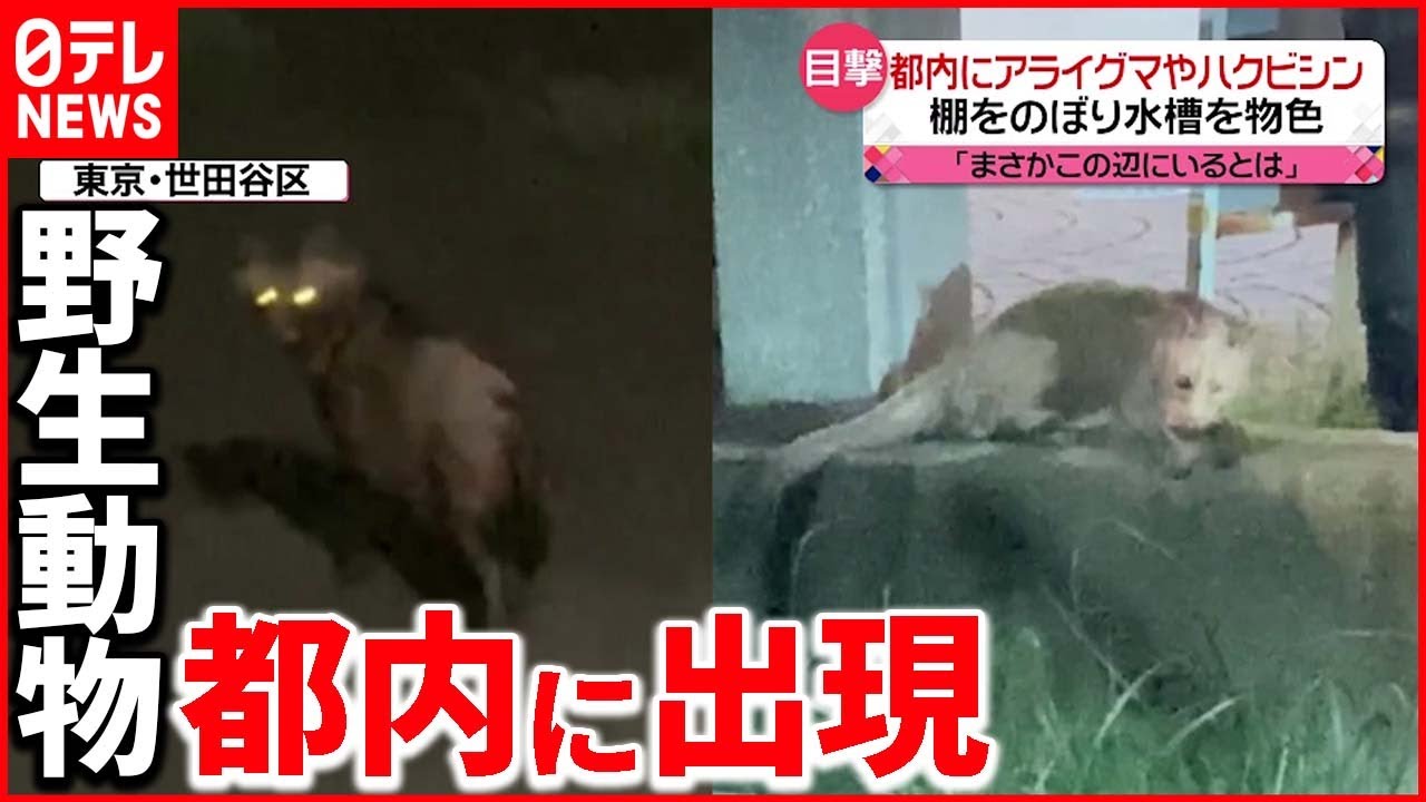 【野生動物】「アライグマ」「ハクビシン」生息域が拡大か  専門家「放置していると…」
