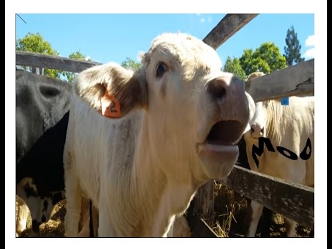 🐄 🐮 Cow Sound Effect 🔊 , Lowing, Mooing, Moo 🗣️ - Sonido / Mugido de Vaca, Vacas Mugiendo Muu 🎤