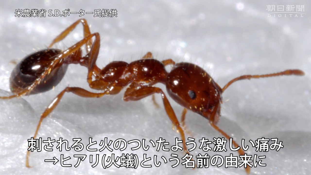 いちから解説！　「殺人アリ」ヒアリの生態は？