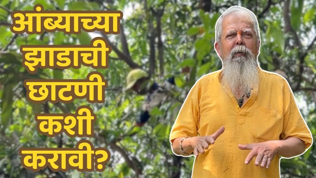 आंब्याच्या झाडाची छाटणी कशी करावी? | निसर्गमित्र