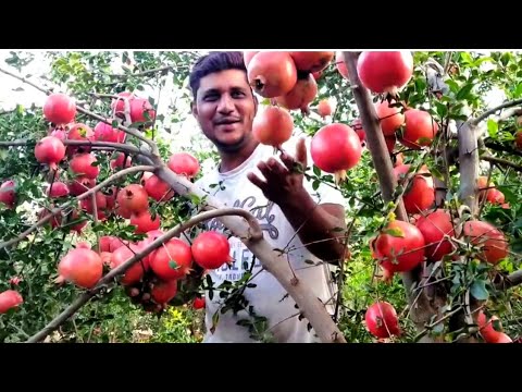 আনার/ডালিমের বাগান দেখুন । সুপার ভাগুয়া, পাকিস্থানি, থাই, মেক্সিকান,সোলাপুর লাল আনার ।