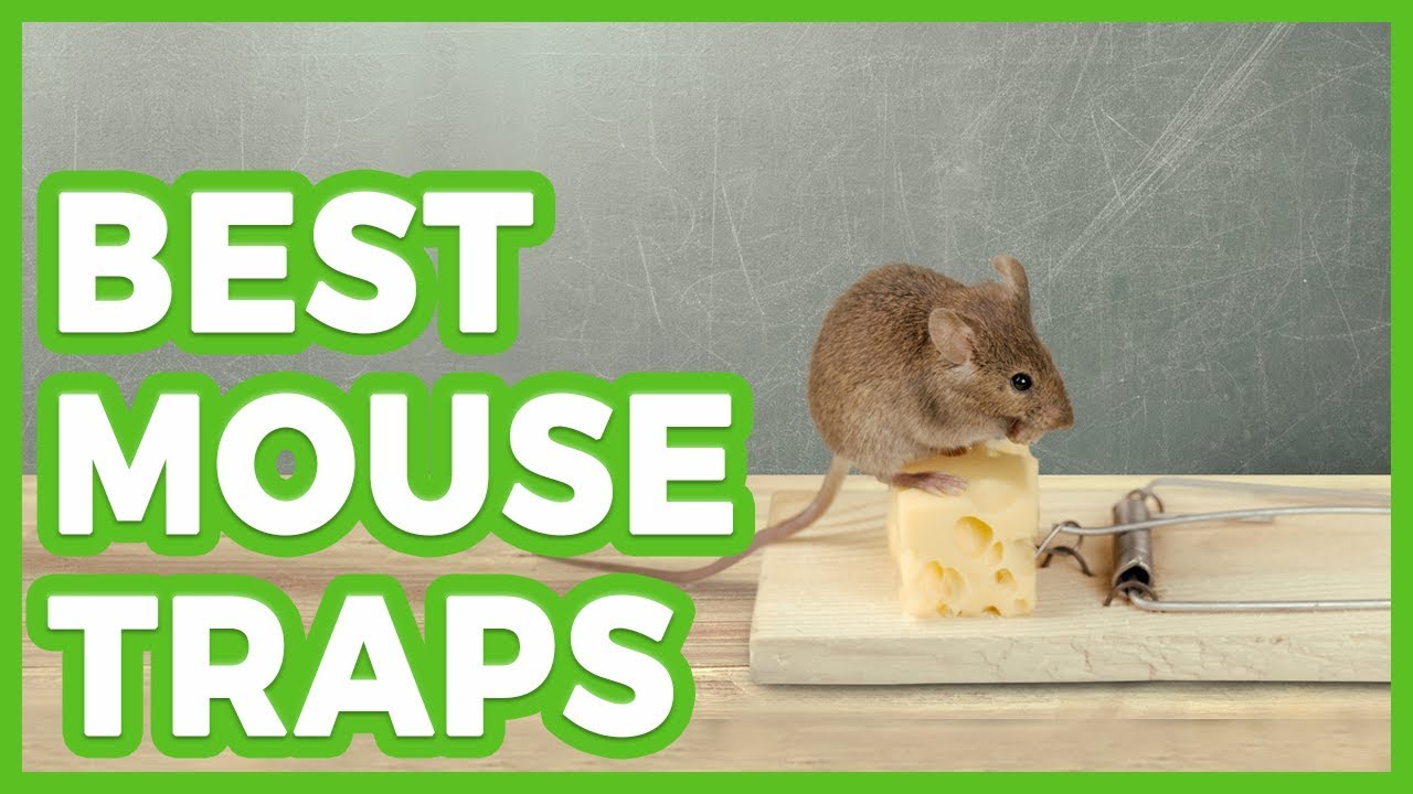 ✅ 10 Best Mouse Traps 🌄 The Best Mouse Trap 2019