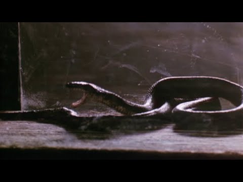 Мамба (1988) Бг аудио