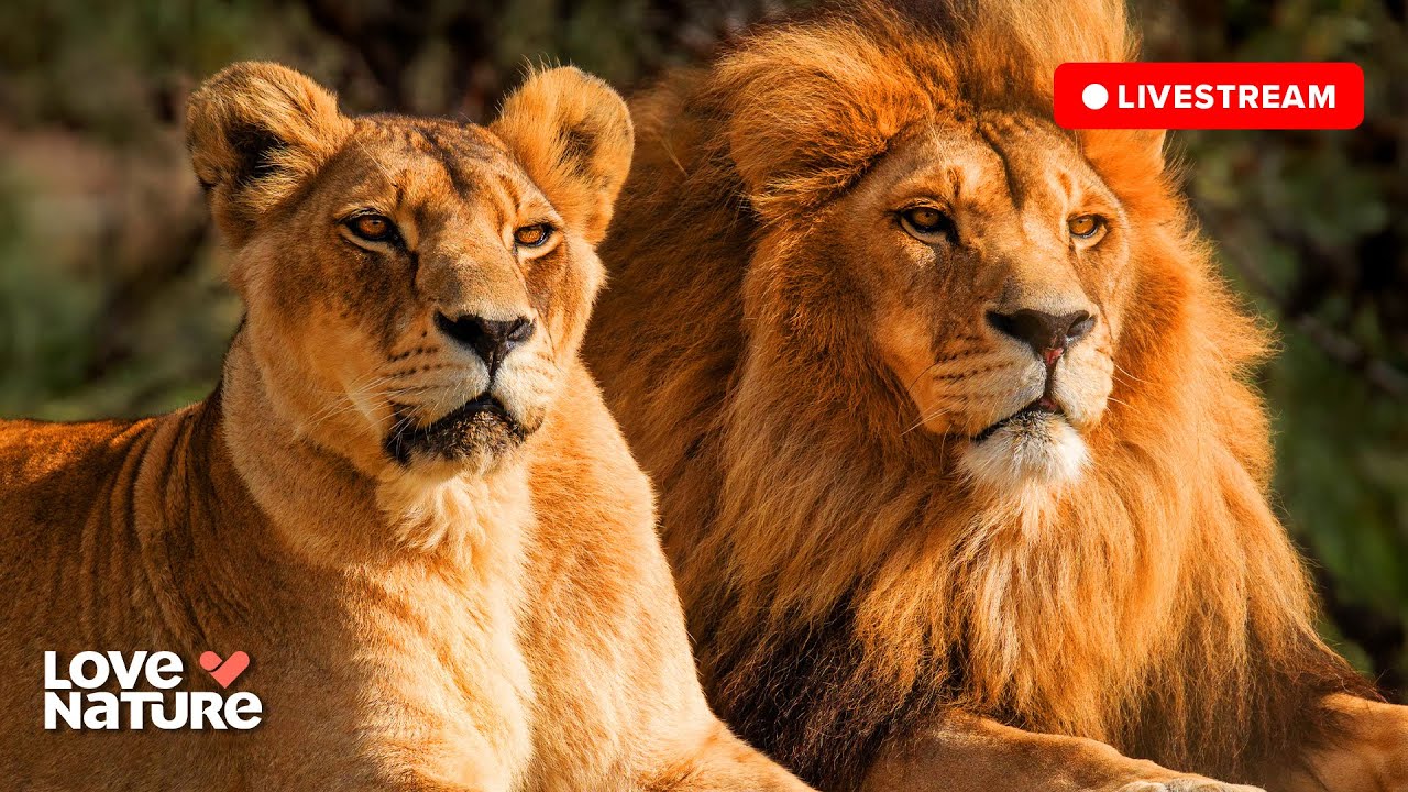 🔴 24/7 LIVE: Wildlife & Nature Documentaries | Love Nature