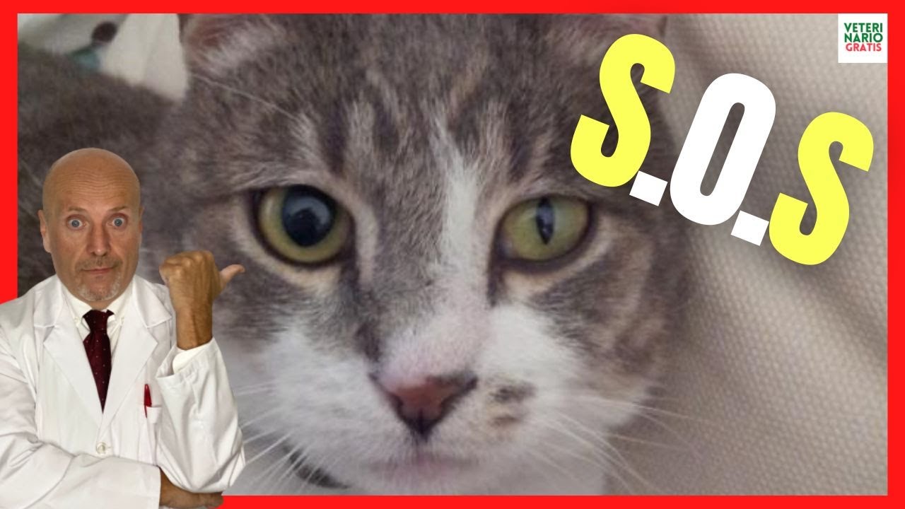 🆘 ANISOCORY IN CATS 🆘 WHY DOES YOUR CAT HAVE A LARGER PUPILE? 🆘 CAUSES, SYMPTOMS, TREATMENT