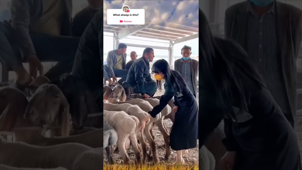 🙂 Baxın Öyrənin Qoyun necə Seçilir  #Qurbanbayramı #koyun #qoyunlar #ramazanbayramı #islamdini
