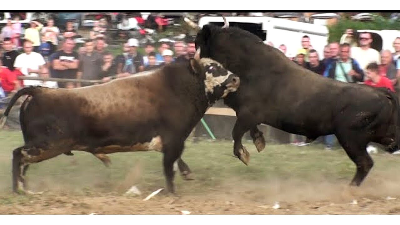 🧿 BIL vs LULI - Rasko Polje se trese jedna od udarnih
